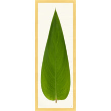 Load image into Gallery viewer, Long Leaf Tropical Prints 38x14