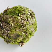 Load image into Gallery viewer, Mossy Lichen Orb 5"