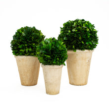 Load image into Gallery viewer, Boxwood Round Balls in Pot