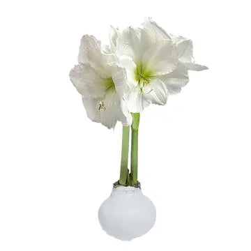 White Flower White Wax Base