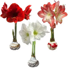 Load image into Gallery viewer, Mixed Splatter Wax Bulbs
