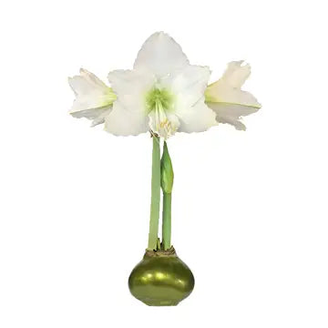 White Flower Olive Lacquer Base