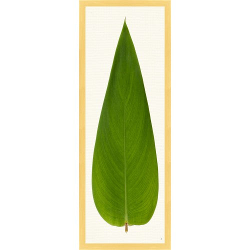 Long Leaf Tropical Prints 38x14