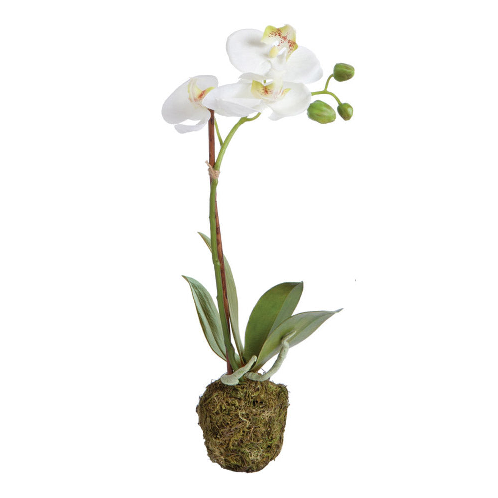 Phalaenopsis 15