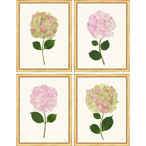 Pink Framed Hydrangeas 17-20