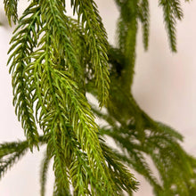 Load image into Gallery viewer, 58" Natural Touch Norfolk Pine Garland–Realistic Fresh Touch
