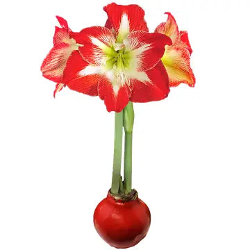 Minerva Red Wax Base/Red and White Flower