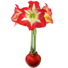 Load image into Gallery viewer, Mixed Splatter Wax Bulbs
