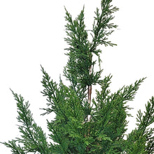 Load image into Gallery viewer, Fresh Touch Cedar Tree in Pot 29”
