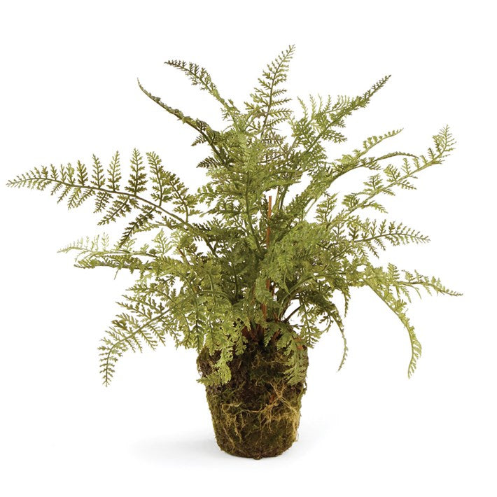 Soft Fern 13