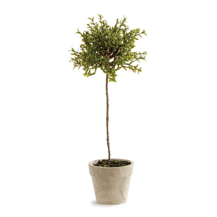 Thyme Topiary 13”