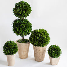 Load image into Gallery viewer, Boxwood Square Balls in Pot
