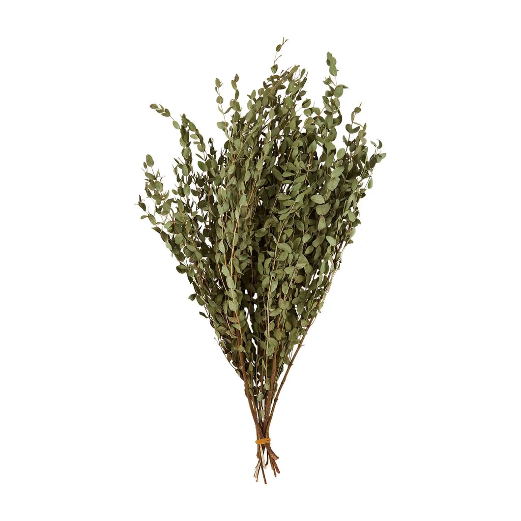 Eucalyptus Stem Bundle