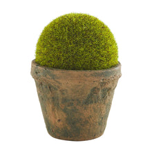 Load image into Gallery viewer, Preserved Moss Pot

