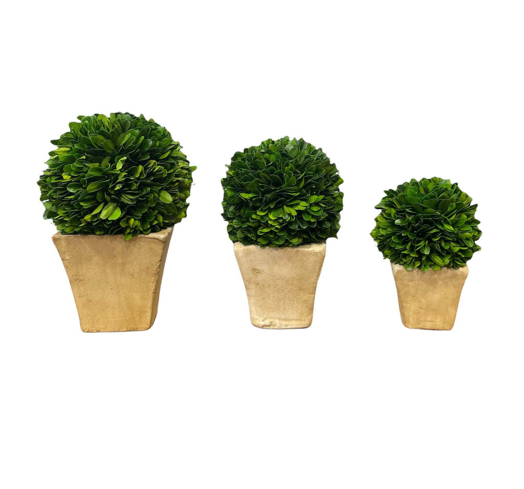 Boxwood Square Balls in Pot